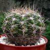 Gymnocalycium_ mostii_ v.kurtzianum _b1